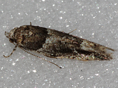 Lesser Bud Moth